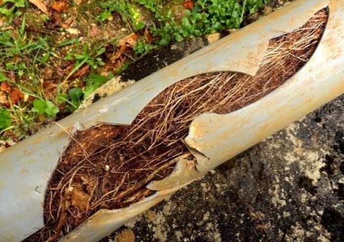 Root Intrusion Removal